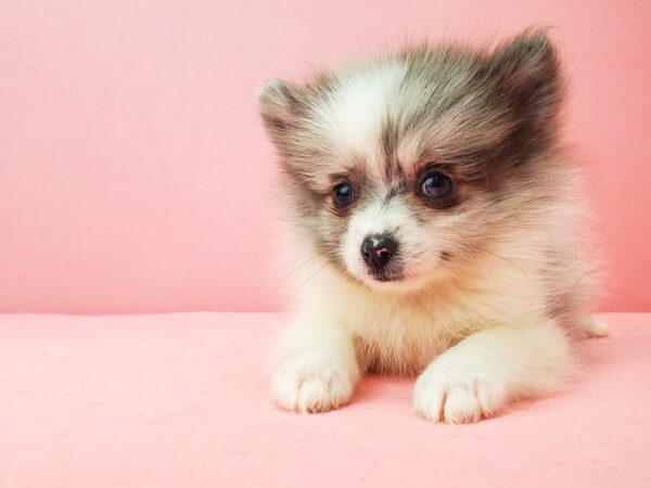 Pomeranian-DOG-Male-White / Blue Merle-21929-Petland Scottsdale, Arizona