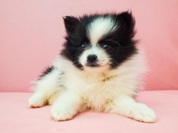 Pomeranian-DOG-Female-White / Black-21928-Petland Scottsdale, Arizona