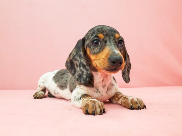 Dachshund-DOG-Female-Black / Tan-21925-Petland Scottsdale, Arizona