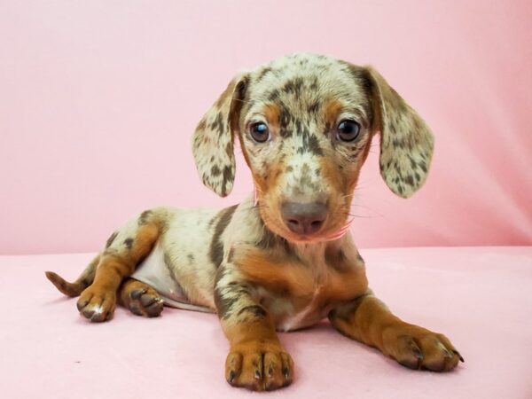 Dachshund-DOG-Female-Chocolate / Tan-21926-Petland Scottsdale, Arizona