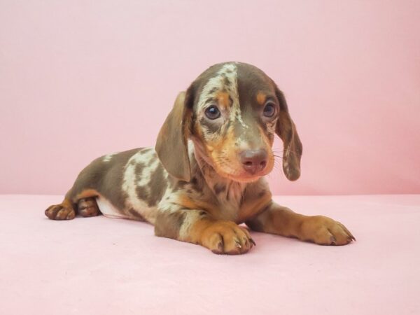 Dachshund-DOG-Male-Chocolate / Tan-21927-Petland Scottsdale, Arizona