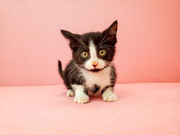 Domestic Cat-CAT-Male-Black and White-21924-Petland Scottsdale, Arizona