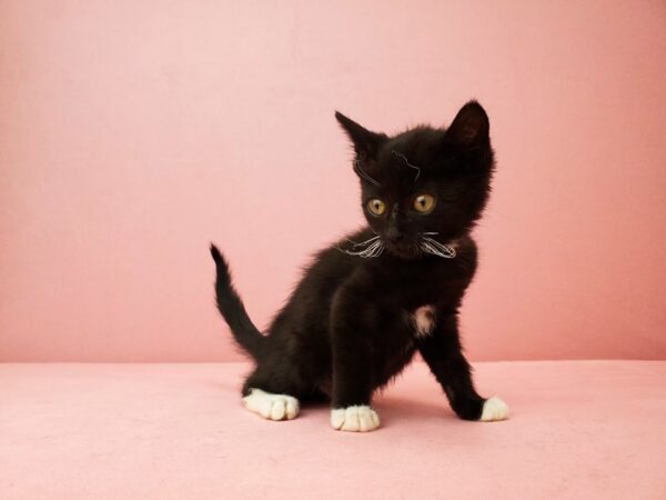 Domestic Cat-CAT-Male-Black-21922-Petland Scottsdale, Arizona