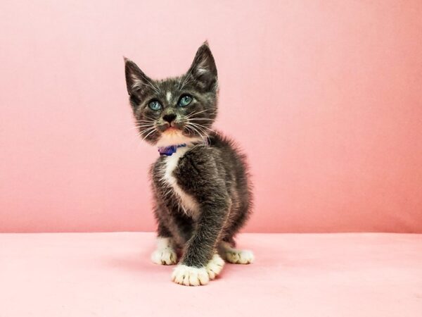 Domestic Cat-CAT-Male-Gray-21923-Petland Scottsdale, Arizona