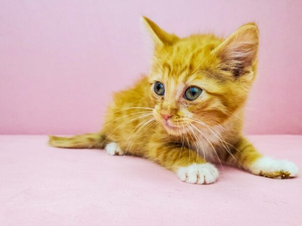 Domestic Cat-CAT-Male-Orange-21916-Petland Scottsdale, Arizona