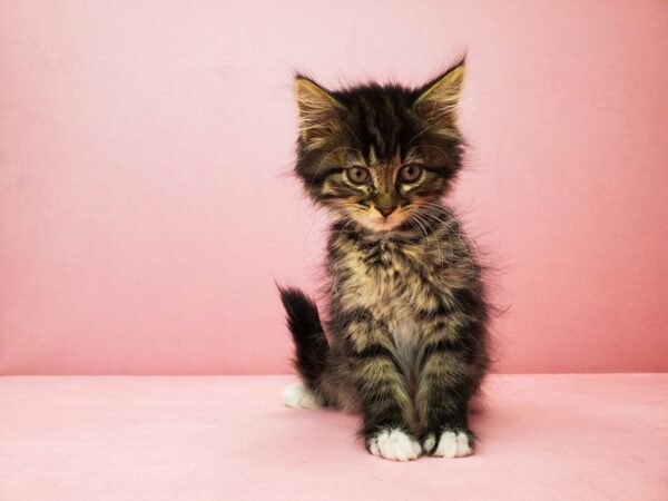 Domestic Cat-CAT-Female-Tiger stripe-21921-Petland Scottsdale, Arizona