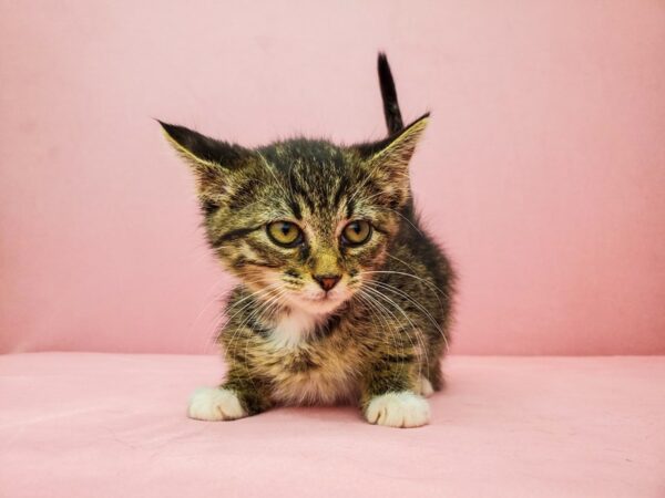 Domestic Cat-CAT-Female-Tiger stripe-21920-Petland Scottsdale, Arizona