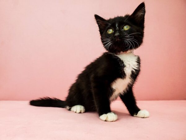Domestic Cat-CAT-Female-Black and White-21919-Petland Scottsdale, Arizona