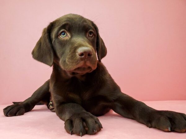 Labrador Retriever-DOG-Female-CHOCOLATE-21937-Petland Scottsdale, Arizona