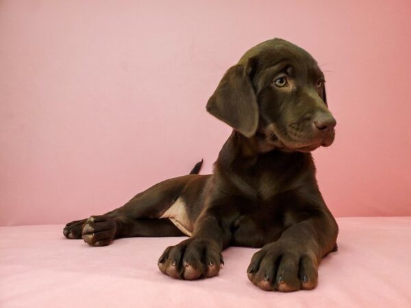 Labrador Retriever-DOG-Female-CHOCOLATE-21938-Petland Scottsdale, Arizona