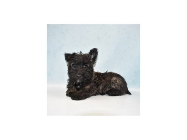 Scottish Terrier DOG Male Black 21948 Petland Scottsdale, Arizona