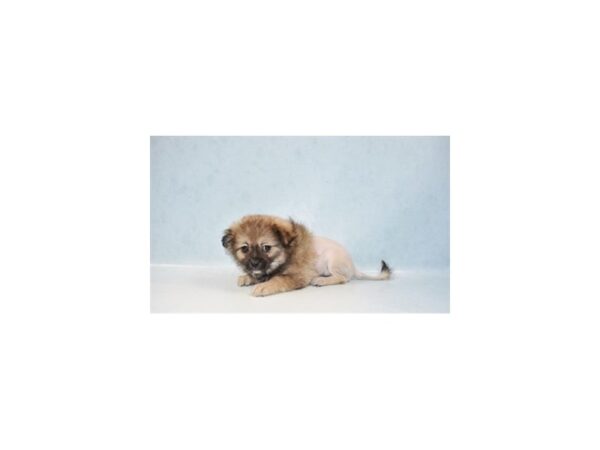 Pekingese/Pomeranian-DOG-Female-Sable-21953-Petland Scottsdale, Arizona