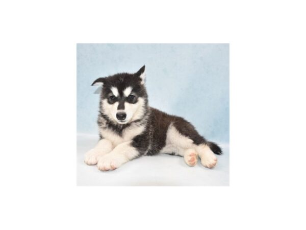 Alaskan Malamute-DOG-Female-Black and White-21939-Petland Scottsdale, Arizona