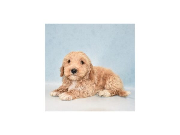 F1B Mini Goldendoodle-DOG-Male-Golden-21954-Petland Scottsdale, Arizona