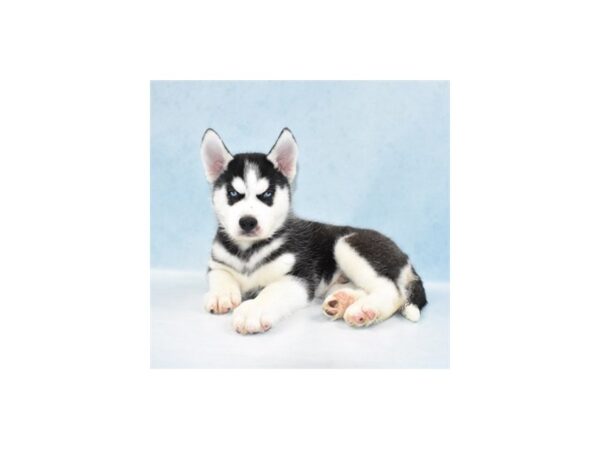 Siberian Husky-DOG-Male-Black and White-21950-Petland Scottsdale, Arizona