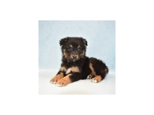 Australian Shepherd-DOG-Female-Black-21940-Petland Scottsdale, Arizona