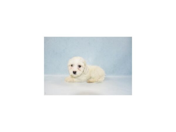 Coton De Tulear-DOG-Female-White-21951-Petland Scottsdale, Arizona