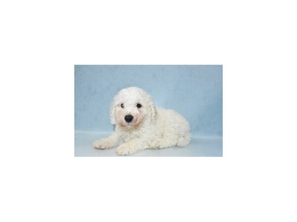 Bichon Frise-DOG-Male-White-21943-Petland Scottsdale, Arizona