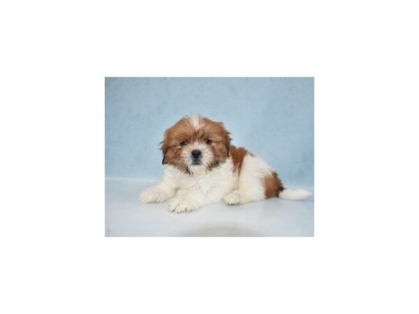 Lhasa Apso-DOG-Male-Red Gold-21952-Petland Scottsdale, Arizona