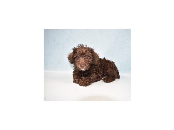Miniature Schnauzer/Poodle-DOG-Male-Liver-21955-Petland Scottsdale, Arizona