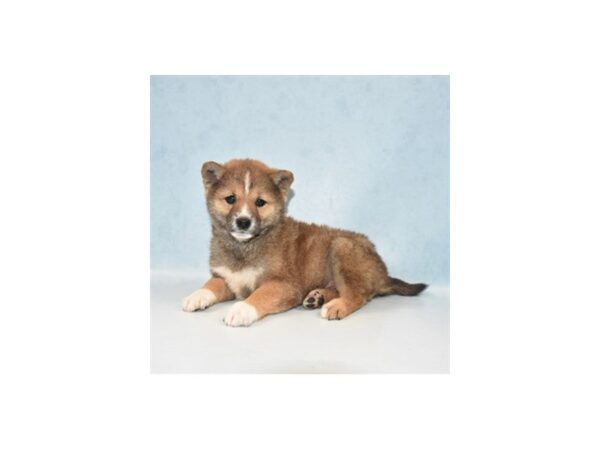 Shiba Inu-DOG-Female-Red Sesame-21949-Petland Scottsdale, Arizona
