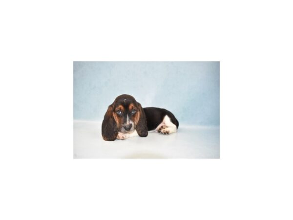 Basset Hound-DOG-Male-Black White and Tan-21978-Petland Scottsdale, Arizona
