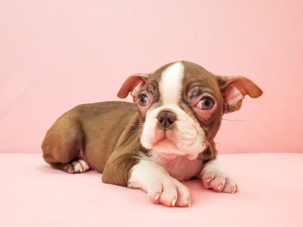 Boston Terrier-DOG-Male-Seal and White-21944-Petland Scottsdale, Arizona