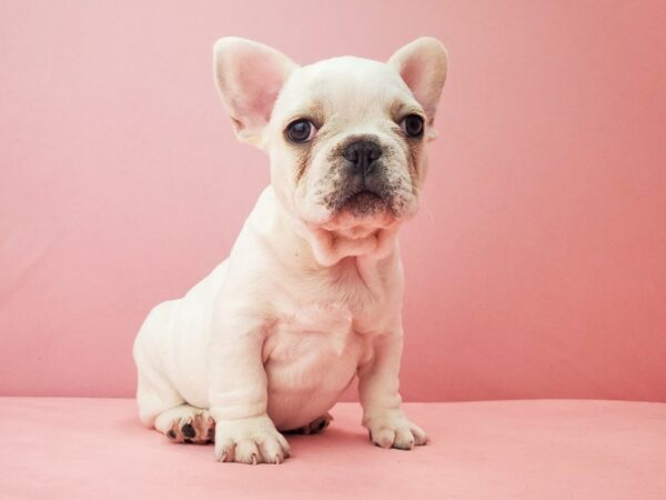 French Bulldog-DOG-Male-Cream-21946-Petland Scottsdale, Arizona
