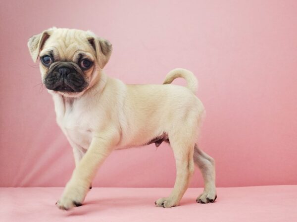 Pug-DOG-Male-Fawn-21947-Petland Scottsdale, Arizona