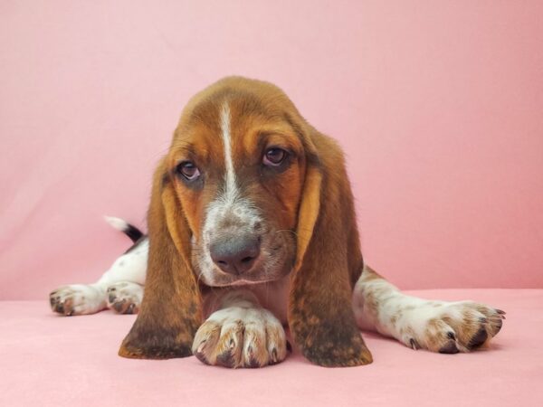 Basset Hound-DOG-Male-Black Tan and White-21942-Petland Scottsdale, Arizona