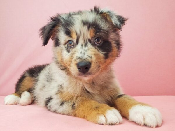 Australian Shepherd-DOG-Male-Blue Merle-21941-Petland Scottsdale, Arizona
