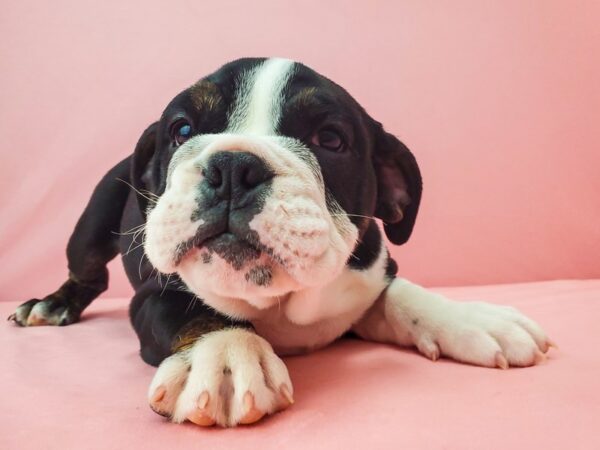 English Bulldog-DOG-Female-Black Fawn and White-21945-Petland Scottsdale, Arizona