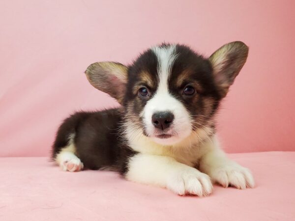 Pembroke Welsh Corgi-DOG-Male-Black / Tan-21962-Petland Scottsdale, Arizona