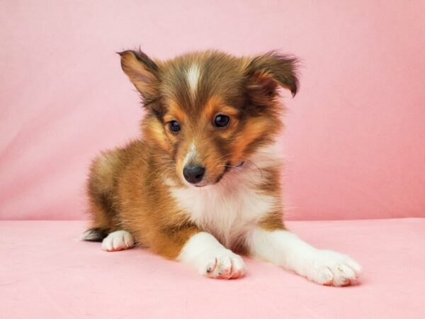 Shetland Sheepdog-DOG-Male-Sable / White-21963-Petland Scottsdale, Arizona