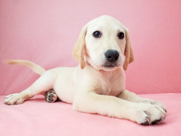 Labrador Retriever-DOG-Female-Yellow-21959-Petland Scottsdale, Arizona