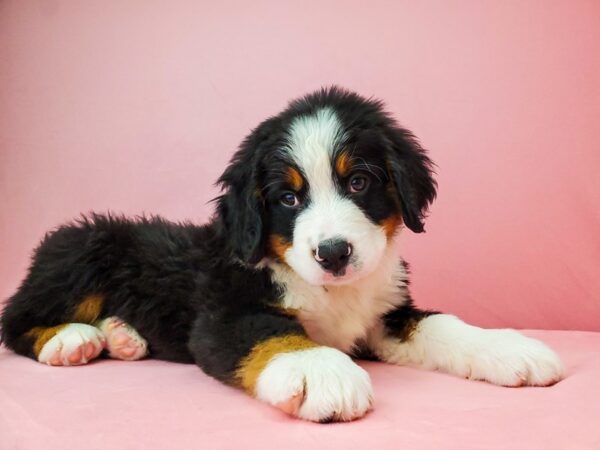 Bernese Mountain Dog-DOG-Male-Black White / Tan-21957-Petland Scottsdale, Arizona