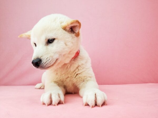 Shiba Inu-DOG-Female-Cream-21964-Petland Scottsdale, Arizona