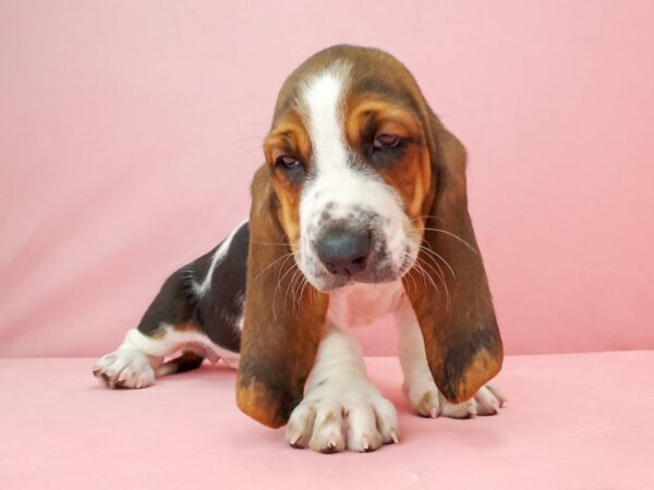 Basset Hound-DOG-Female-White Black / Tan-21956-Petland Scottsdale, Arizona
