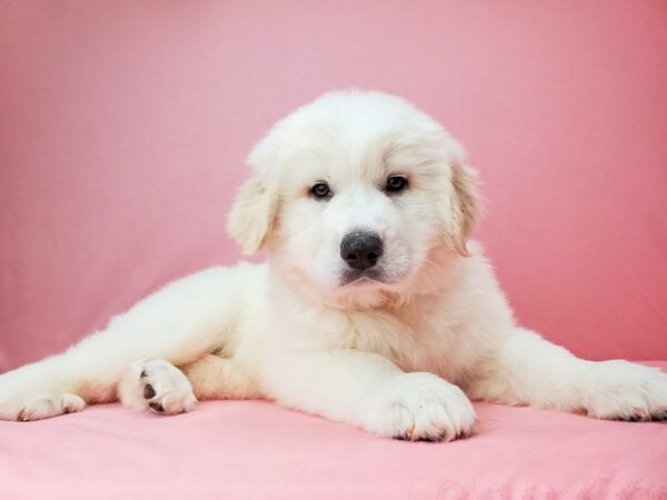 Great Pyrenees-DOG-Male-White / Cream-21958-Petland Scottsdale, Arizona