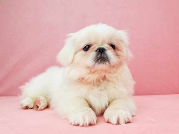 Pekingese-DOG-Female-Cream-21960-Petland Scottsdale, Arizona