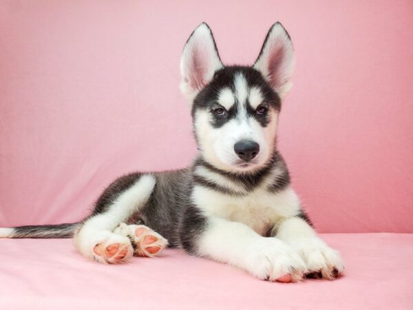 Siberian Husky-DOG-Male-Black / White-21966-Petland Scottsdale, Arizona