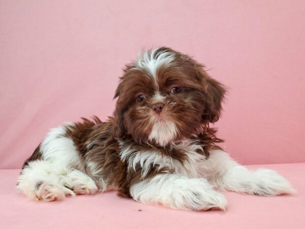 Shih Tzu-DOG-Female-Chocolate / White-21965-Petland Scottsdale, Arizona