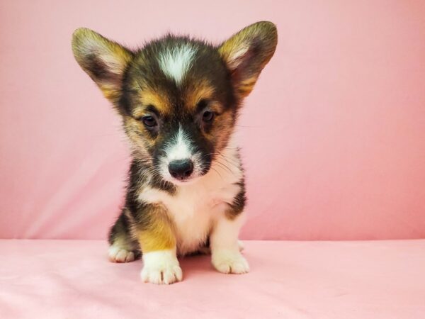 Pembroke Welsh Corgi-DOG-Female-Black / Tan-21961-Petland Scottsdale, Arizona