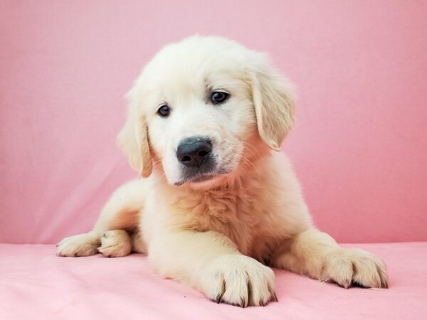 Golden Retriever-DOG-Male-Golden-21968-Petland Scottsdale, Arizona