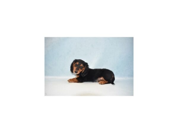 Dachshund-DOG-Male-Black and Tan-21969-Petland Scottsdale, Arizona