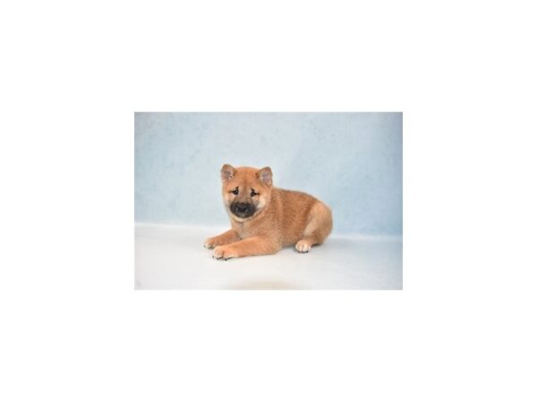 Shiba Inu-DOG-Male-Red Sesame-21973-Petland Scottsdale, Arizona