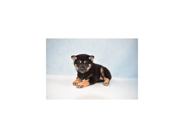 Shiba Inu-DOG-Female-Black and Tan-21974-Petland Scottsdale, Arizona
