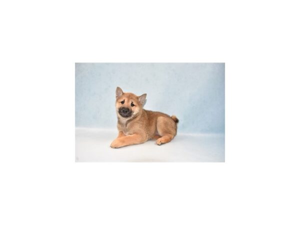 Shiba Inu-DOG-Male-Red Sesame-21975-Petland Scottsdale, Arizona