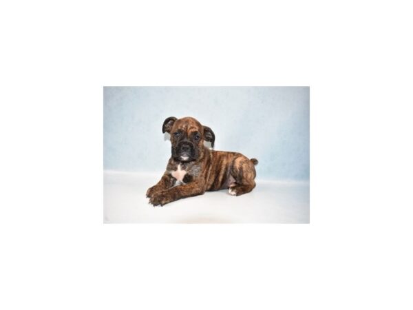 Boxer/English Bulldog-DOG-Female-Brindle and White-21980-Petland Scottsdale, Arizona