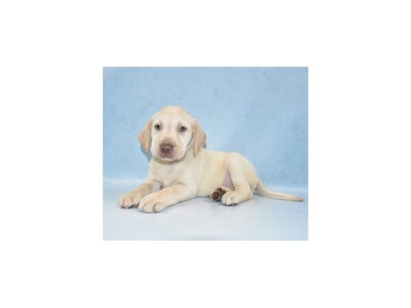 Labrador Retriever-DOG-Female-Yellow-21971-Petland Scottsdale, Arizona